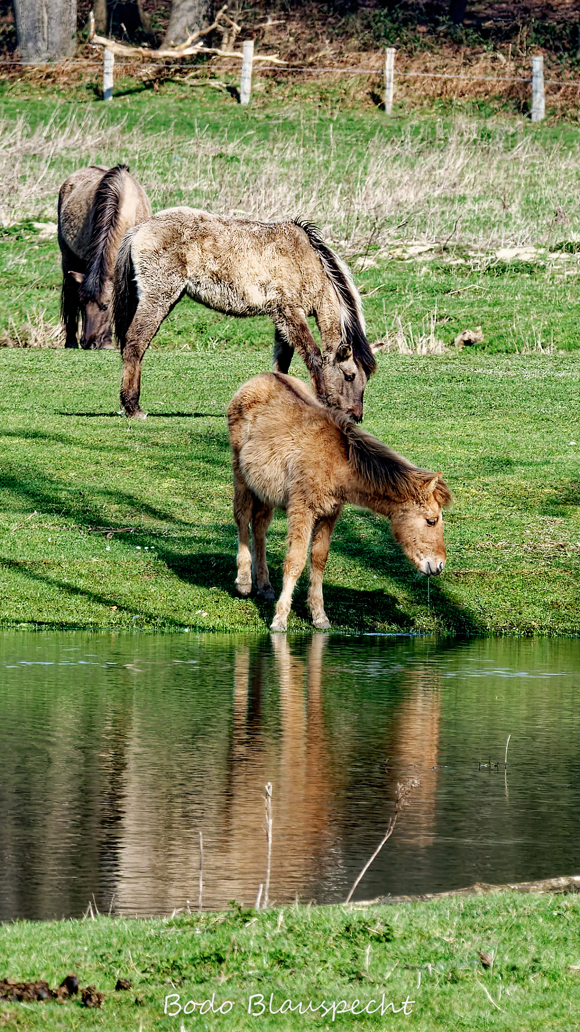 Konik   Samson  Steveraue 2020.03.14 11.10 03 WEB